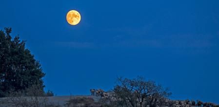 El rebaño se retira a descansar siguiendo la luz de la luna, en Manlleu.