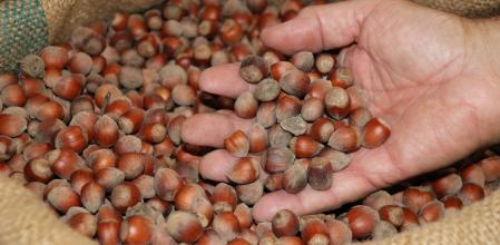 Avellanas dentro de un saco, en el término del Morell, en el Tarragonès