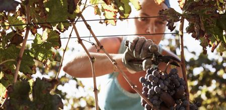 Las bodegas de la Ribera del Duero proponen actividades muy diversas