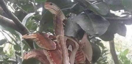 Ilusión óptica: serpiente de 3 cabezas o polilla de 30 centímetros