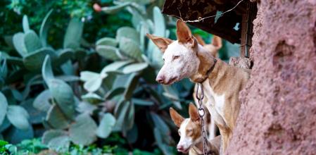Podenco canario