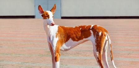 Podenco canario