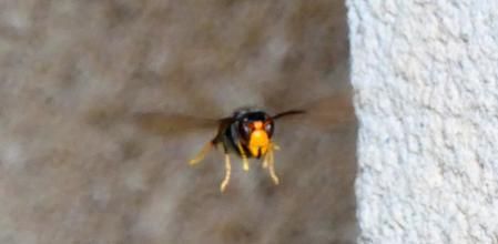 Avispa asiática a la caza de la mariposa.