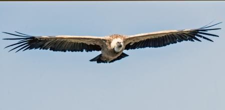 Buitre sobrevolando el pantano de Camarasa.