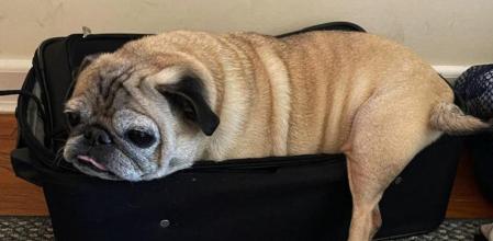 Si sigue durmiendo más vale tomarse el día con calma y sin estresarse mucho