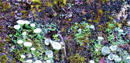 La fantasía de los líquenes.