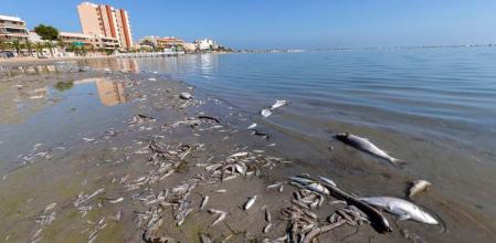 Miles de peces muertos en la orilla de una de las playas del Mar Menor.