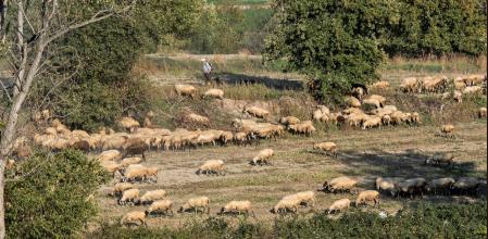 Pastando en los campos secos de Manlleu.