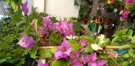 Buganvilla florecida.