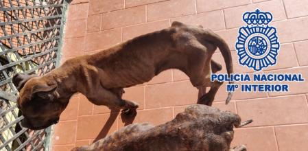 Los perros estaban en muy mal estadoPOLICÍA NACIONAL