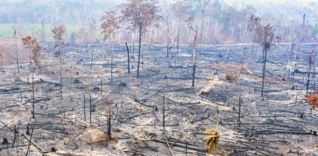 Deforestación de la amazonia está motivada en muchas ocasiones en el interés por dedicar las tierras a la ganadería o la agricultura, pese a su escasa productividad en estas actividades  .