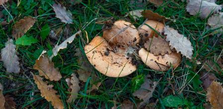 Otoño en Sant Bartomeu del Grau.