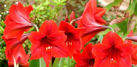 Hippeastrum/amaryllis