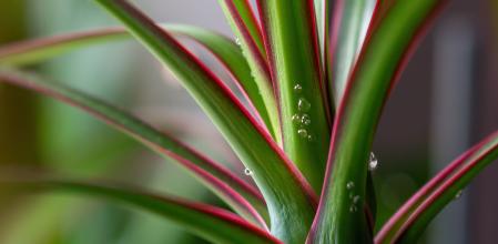 Hippeastrum/amaryllis