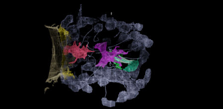Vista lateral de la cámara digestiva de una esponja. Dos células neuroides (roja y púrpura) dentro de la cámara envían brazos para envolver el aparato de alimentación de las células digestivas de las esponjas (azul y verde). Las demás células digestivas que recubren la cámara aparecen en gris. La imagen fue tomada mediante microscopía electrónica.