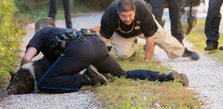 La hilarante persecución policial protagonizada por un cerdo que ha enamorado a las redes