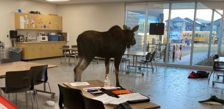 Un alce impacta contra la ventana de un colegio y se instala en mitad de una clase de preescolar