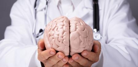 Doctor In White Gown Holding Human Brain Model