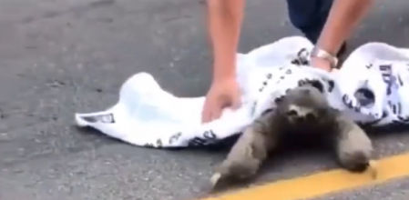 Un hombre ayuda a un perezoso a cruzar la calle y éste se lo agradece con un tierno gesto