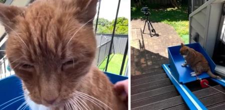 El gato tiene una nueva herramienta para andar a sus anchas