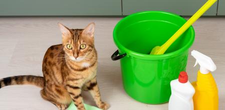 Bengal cat sits in the kitchen next to a green bucket of detergents. A set of detergents and a rag for home cleaning and a pet. No people.