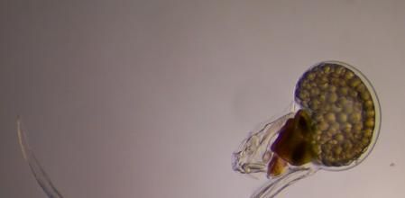 Oikopleura, el organismo utilizado para la investigación de desarrollo evolutivo