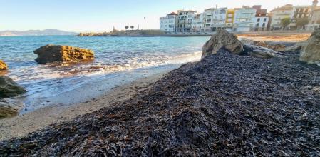 Posidonias en la playa de L'Escala.