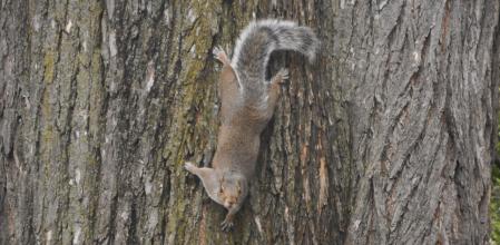 La curiosa ardilla de la pineda de la playa de Gavà.