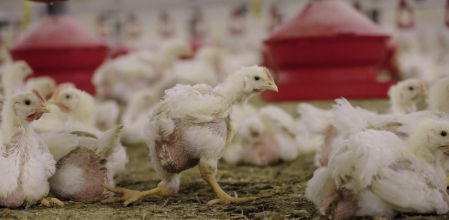 Una de las imágenes del reportaje de la granja de pollos de Francia denunciada por Equalia.