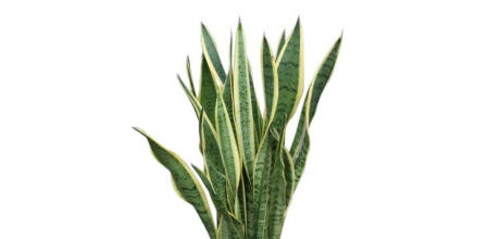 Sansevieria o lengua de suegra