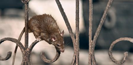 Las rata negra suele verse por parques y jardines