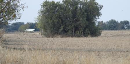 Reto visual: ¿Eres capaz de ver a los 9 pájaros que aparecen en esta imagen?