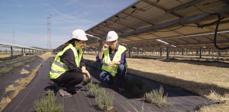 En la planta fotovoltaica de Valdecaballeros (Extremadura) el suelo se aprovecha para plantar pimiento rojo, brócoli, alcachofa, tomillo o aloe vera