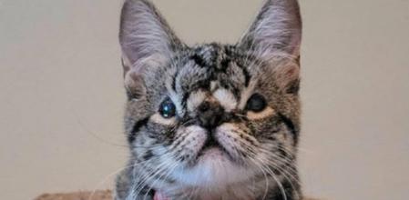 Kaya, la cariñosa gatita que nadie quiere adoptar por tener una anomalía facial congénita