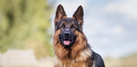 Los condroprotectores son complementos que ayudan a prevenir y a tratar los problemas articulares de nuestros perros