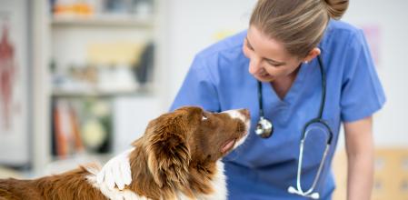 Normalmente, será nuestro o nuestras veterinaria quien nos indicará si nuestro perro necesita condroprotectores