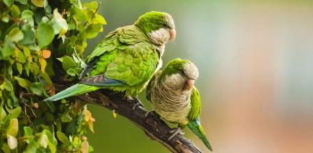 LV_Madrid mata a las cotorras argentinas a tiros y los animalistas contraatacan