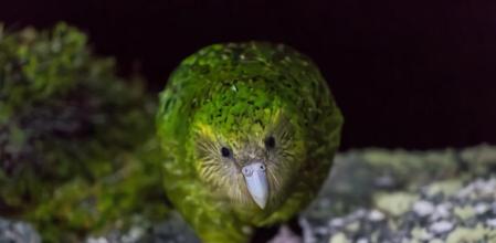 Kakapo