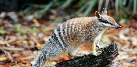 Numbat