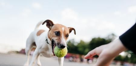 Jack Russel Terrier (purebred dog) wants to play with old tennis ball.