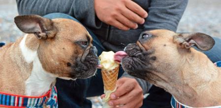 Los perros no solamente comen pienso, también se alimentan de un poco de aquí y otro de allá