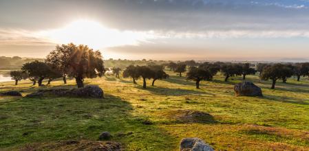 La dehesa de Arroyo de Luz. Extremadura