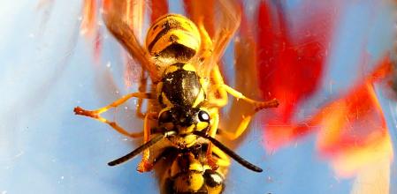 Reflejos de la avispa.