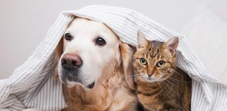 El Congreso dio luz verde ayer a la nueva normativa por la cual los animales dejarán de ser considerados 