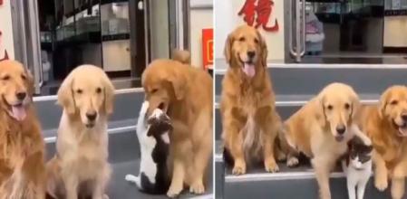 El felino apenas opone resistencia ante el esfuerzo del can