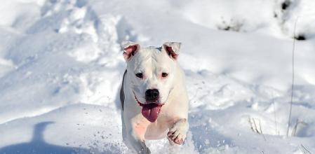 Un ejemplar de pitbull blanco fue el perro agredido, según la usuaria, y el que atacó a varios vecinos, de acuerdo con la policía