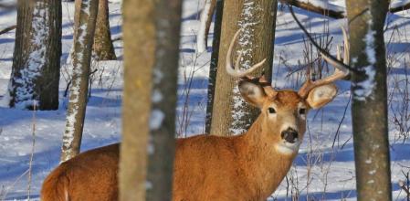 Estados Unidos ya había detectado casos en varios estados