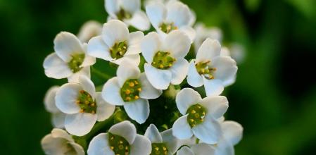 La lobularia maritima en el monasterio de Pedralbes.