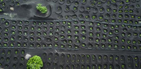 Vistas aéreas de los viñedos de Lanzarote