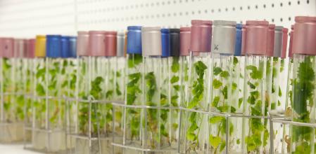 Reproduccion in vitro de variedades de uva ancestrales